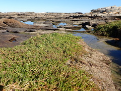Salicornia tegetaria