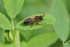 Choerades fuliginosa