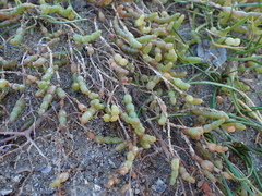 Salicornia tegetaria