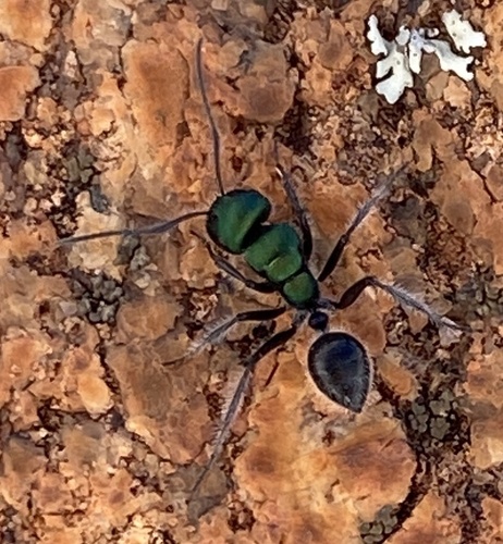 Calomyrmex purpureus smaragdinusCalomyrmex purpureus smaragdinus