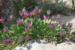 Trifolium parryi