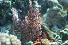 Melithaea ochracea