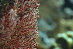 Melithaea ochracea