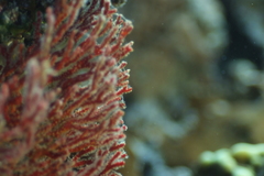 Melithaea ochracea