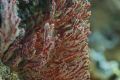 Melithaea ochracea