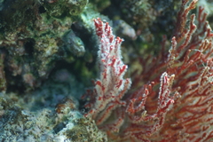 Melithaea ochracea