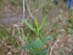 Pimelea linifolia linifolia