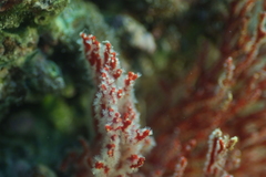 Melithaea ochracea