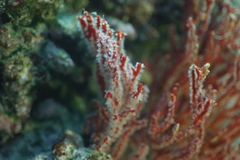 Melithaea ochracea