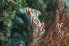 Melithaea ochracea