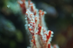 Melithaea ochracea
