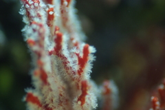 Melithaea ochracea