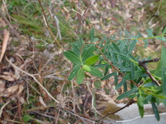 Pimelea linifolia linifolia