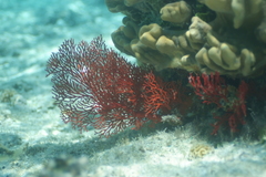 Melithaea ochracea