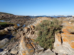 Salicornia littorea