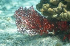 Melithaea ochracea