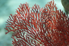 Melithaea ochracea