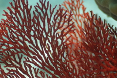 Melithaea ochracea