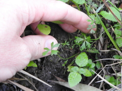Hydrocotyle paludosa
