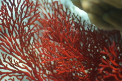 Melithaea ochracea