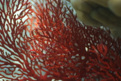 Melithaea ochracea