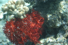 Melithaea ochracea