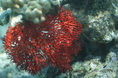 Melithaea ochracea