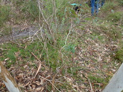 Pimelea linifolia linifolia