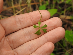 Hydrocotyle paludosa