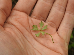Hydrocotyle paludosa