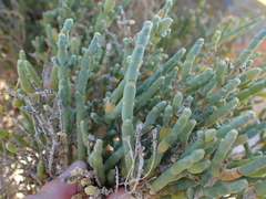 Salicornia littorea