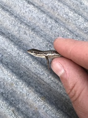 Morethia adelaidensis