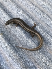 Morethia adelaidensis