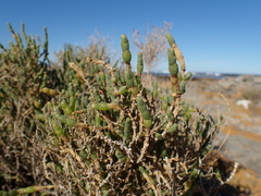 Salicornia littorea