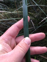 Machaerina complanata