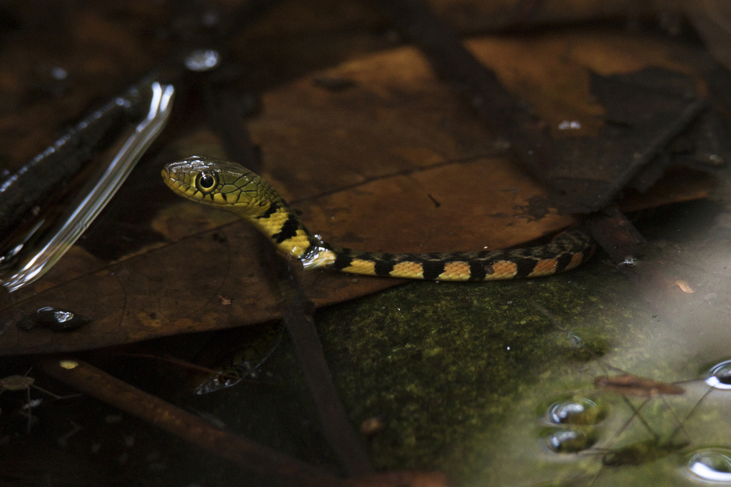 Triangle Keelback