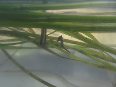 Hippocampus capensis