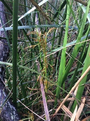 Machaerina complanata