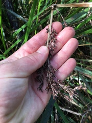 Machaerina complanata