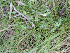 Hydrocotyle paludosa