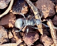 Chariomyrma