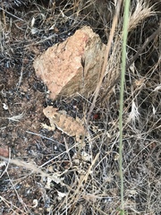 Phrynosoma blainvillii