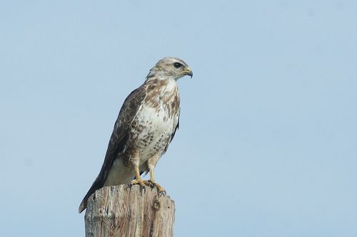 Eastern Buzzard (Buteo japonicus) · iNaturalist