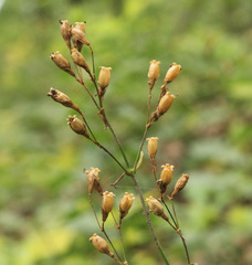 Viscaria vulgaris