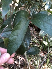 Aristolochia praevenosa