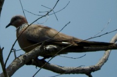 Streptopelia chinensis