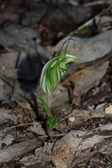 Pterostylis robusta
