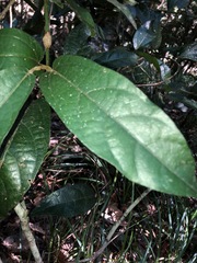 Aristolochia praevenosa