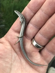 Morethia adelaidensis