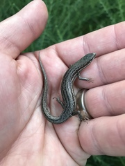 Morethia adelaidensis